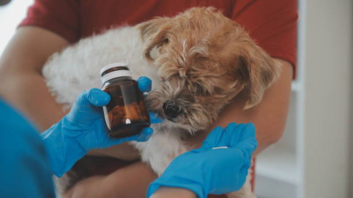 Can you put Neosporin on a dog safely